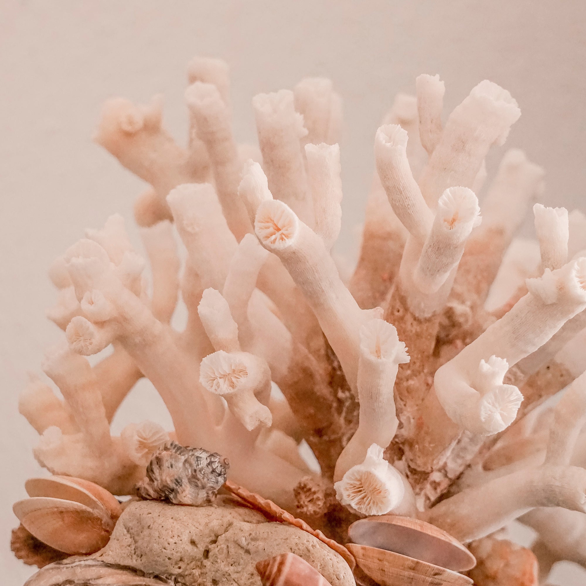 Coral