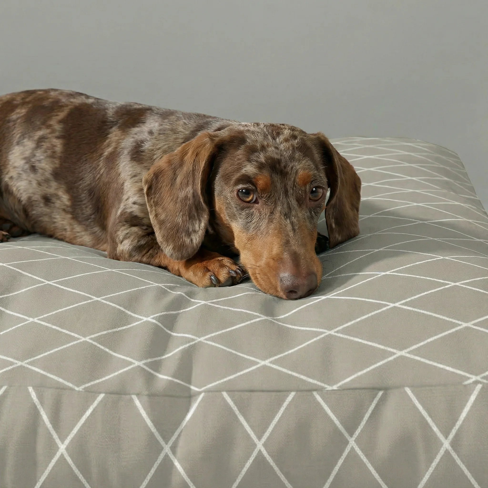 Panier pour animaux épais et rembourré avec finition anti-taches 0120-295