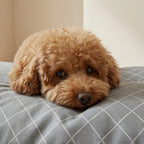 Pet bed cover stain-resistant 0120-297