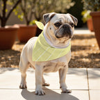 Pack 2 unidades bandana para mascotas ANDOVER 15 NEGATIVO
