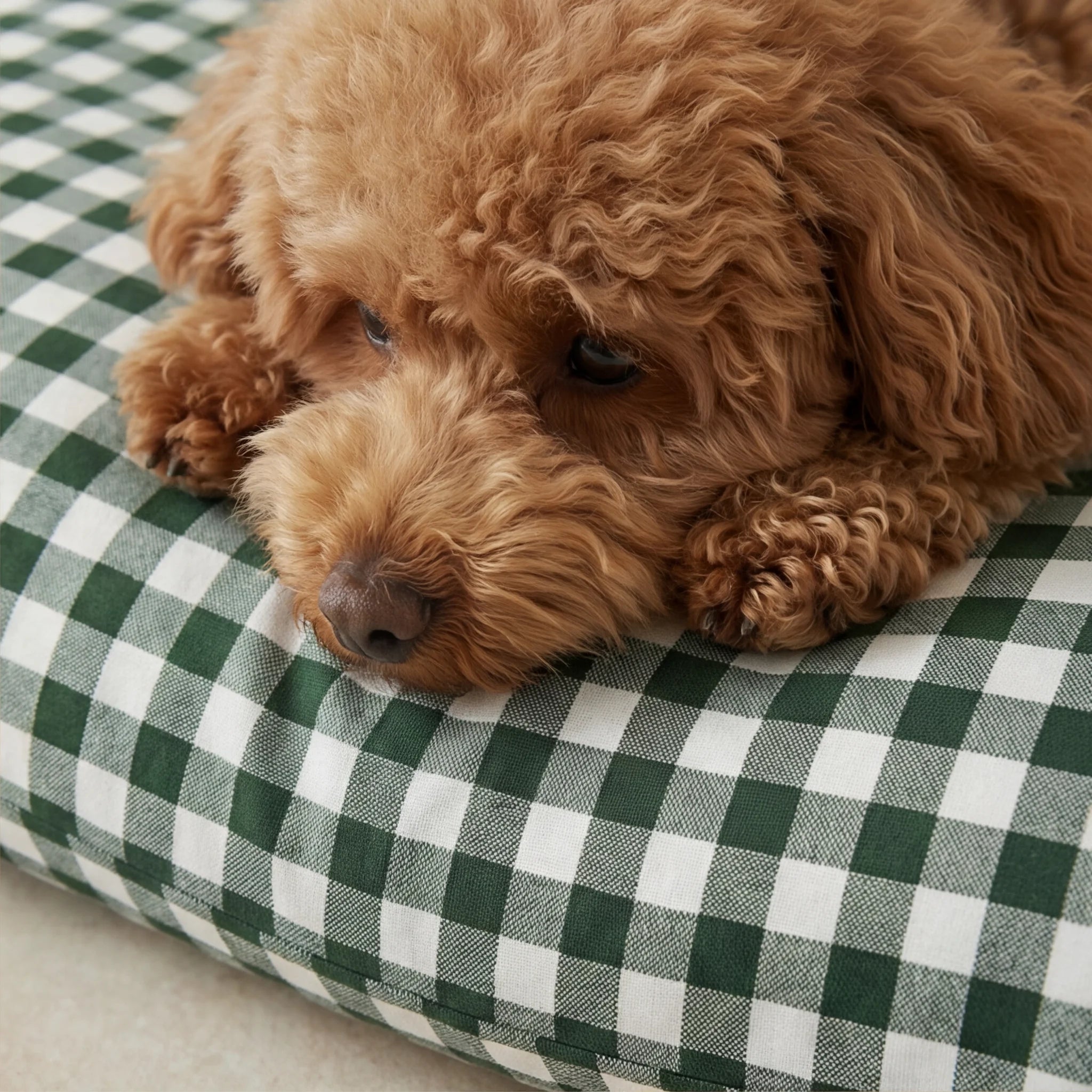 Stain-resistant pet bed with removable cover, Aielo Bottle