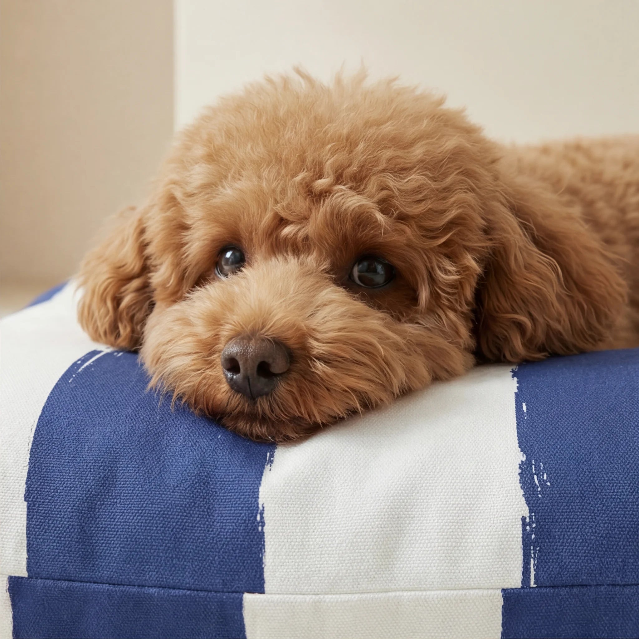 Stain-resistant pet bed cover Cambrils
