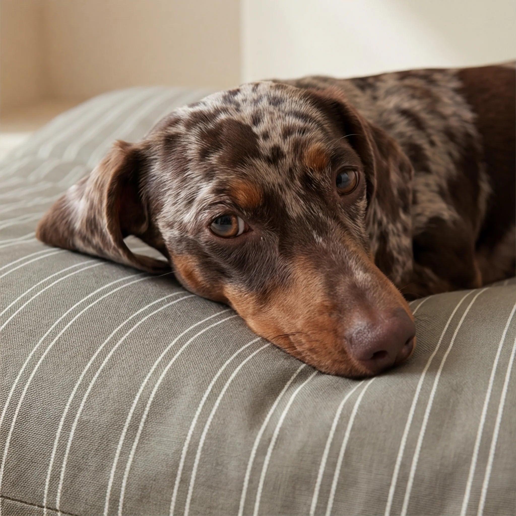 Canela stain-resistant removable pet bed