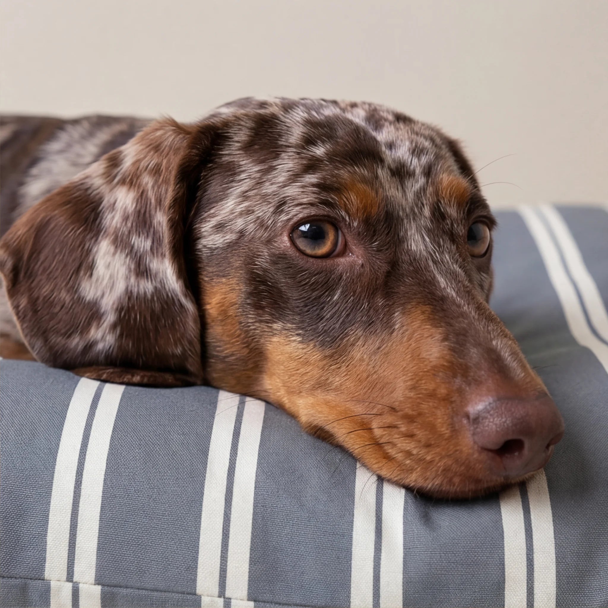 Stain-resistant pet bed cover Chispa