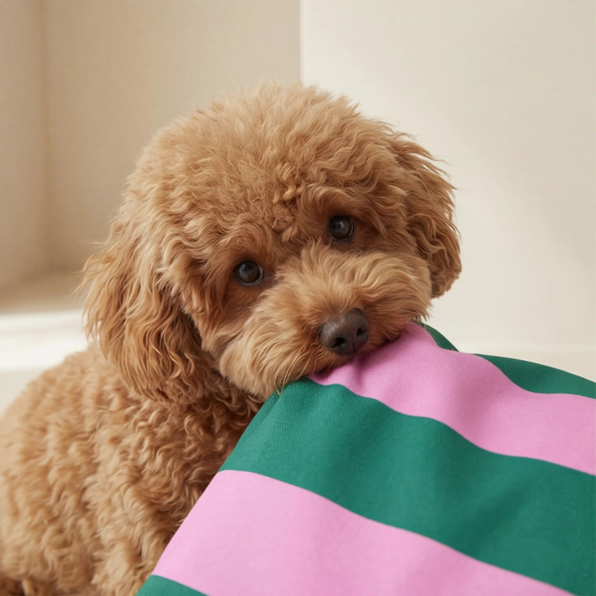 Stain-resistant pet bed cover Copo