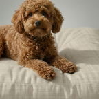 Cama para mascota gruesa y acolchada con acabado antimanchas Beig Medio