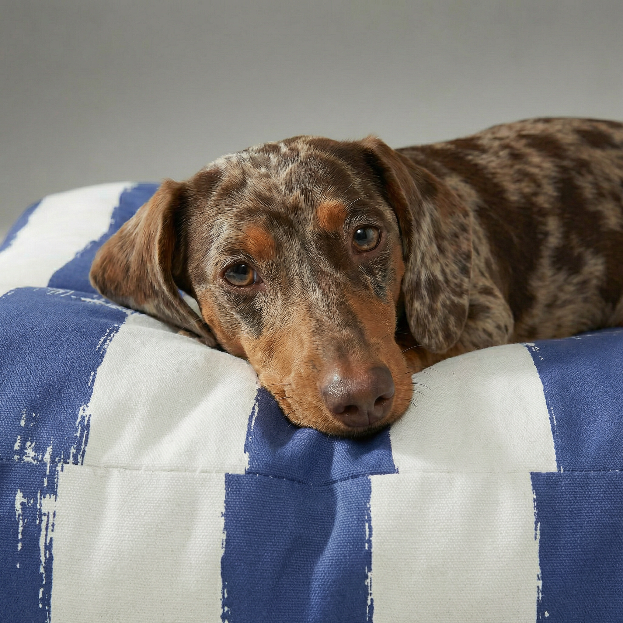 Panier épais et rembourré pour animaux de compagnie avec finition anti-taches, Cambrils
