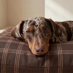 Gus stain-resistant pet bed with removable cover