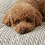 Joel stain-resistant pet bed cover