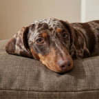 Stain-resistant removable pet bed Mocha Brown