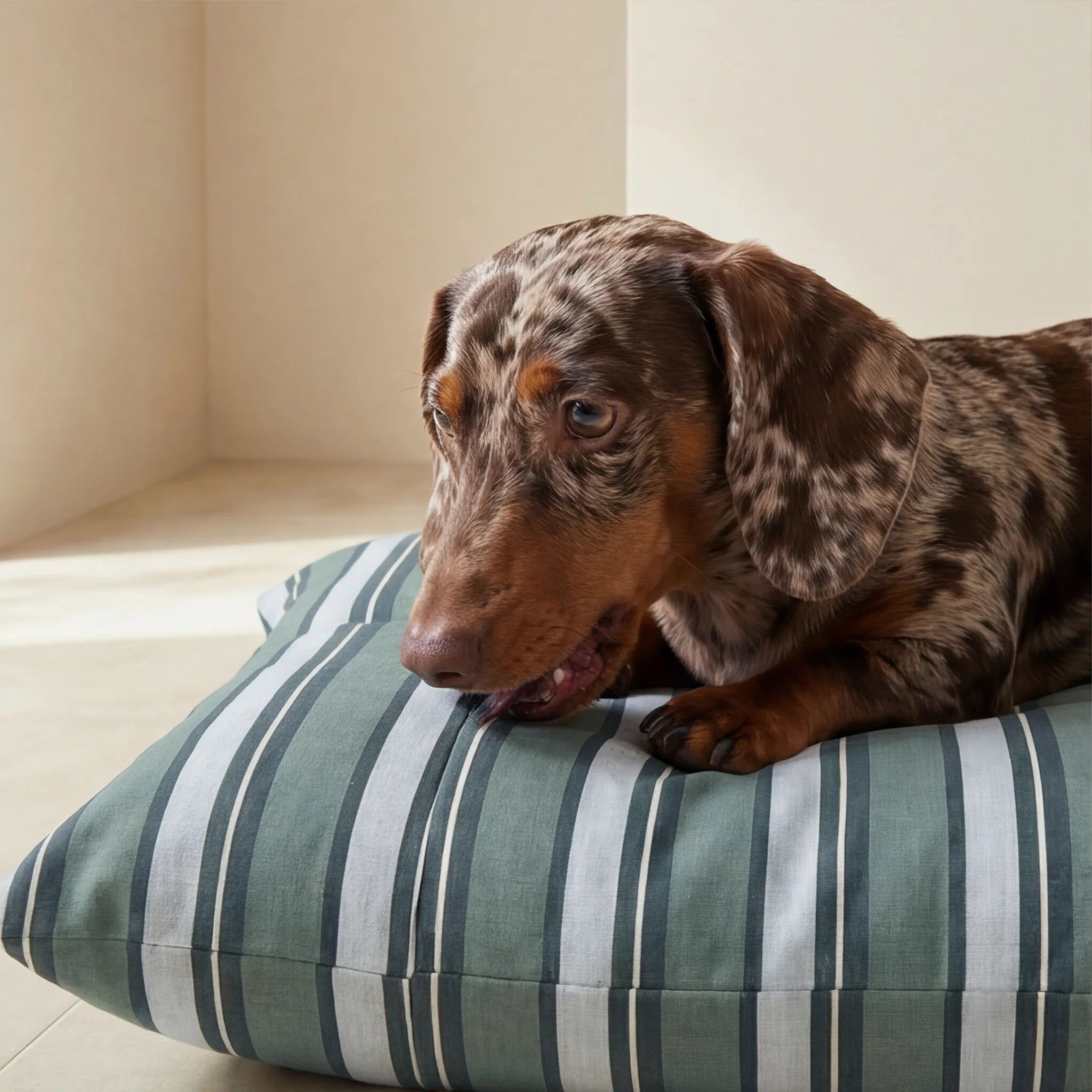 Orelis Balance Stain-Resistant Removable Pet Bed