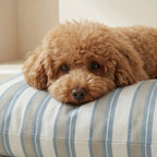 Removable stain-resistant pet bed Orelis Soft