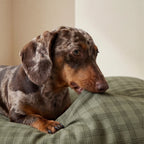 Removable anti-stain pet bed Pancho Green