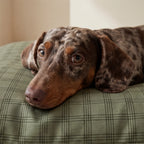 Removable anti-stain pet bed Pancho Green