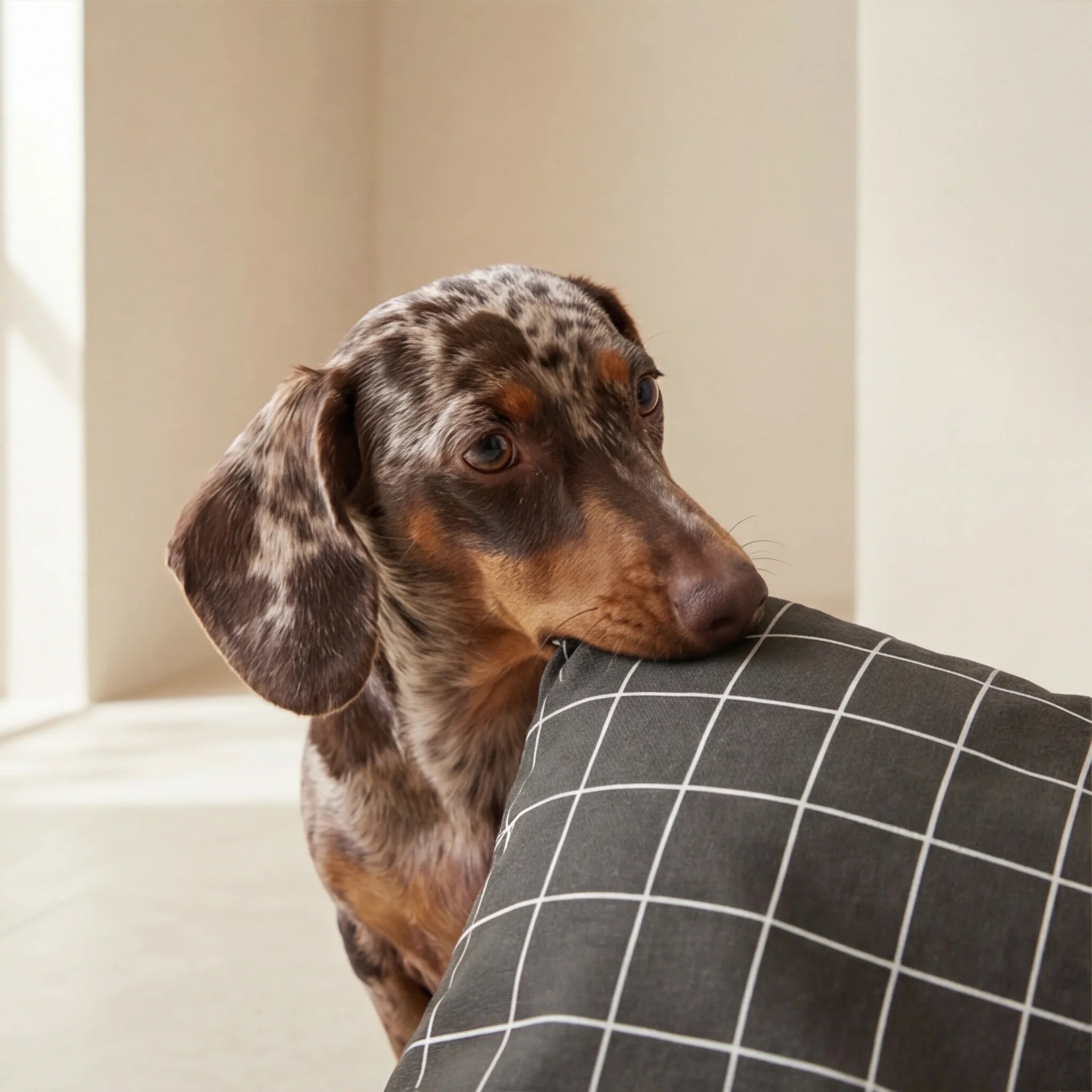Lit déhoussable et anti-taches Pumba Marron pour animaux de compagnie
