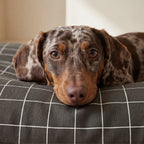 Stain-Resistant Removable Pet Bed Pumba Brown