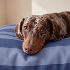 Teckel marrón apoyando el morro en cama para perro desenfundable antimanchas de rayas azules
