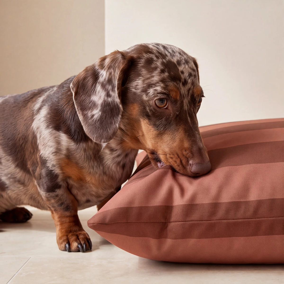 Teckel olfateando la funda de una cama para perro antimanchas en rayas teja