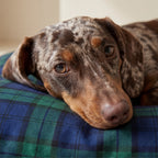 Romo Stain-Resistant Removable Pet Bed