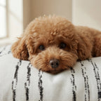Removable stain-resistant pet bed Rufus
