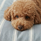 Removable stain-resistant pet bed Scott Blue