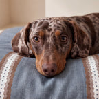 Cama para mascotas desenfundable antimanchas Teja Azul Soft