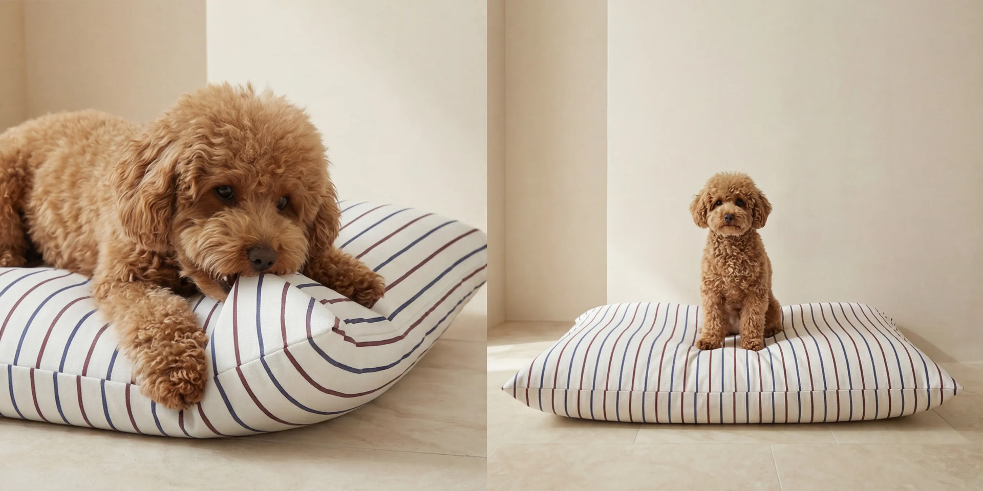 Banner cama perros ximo