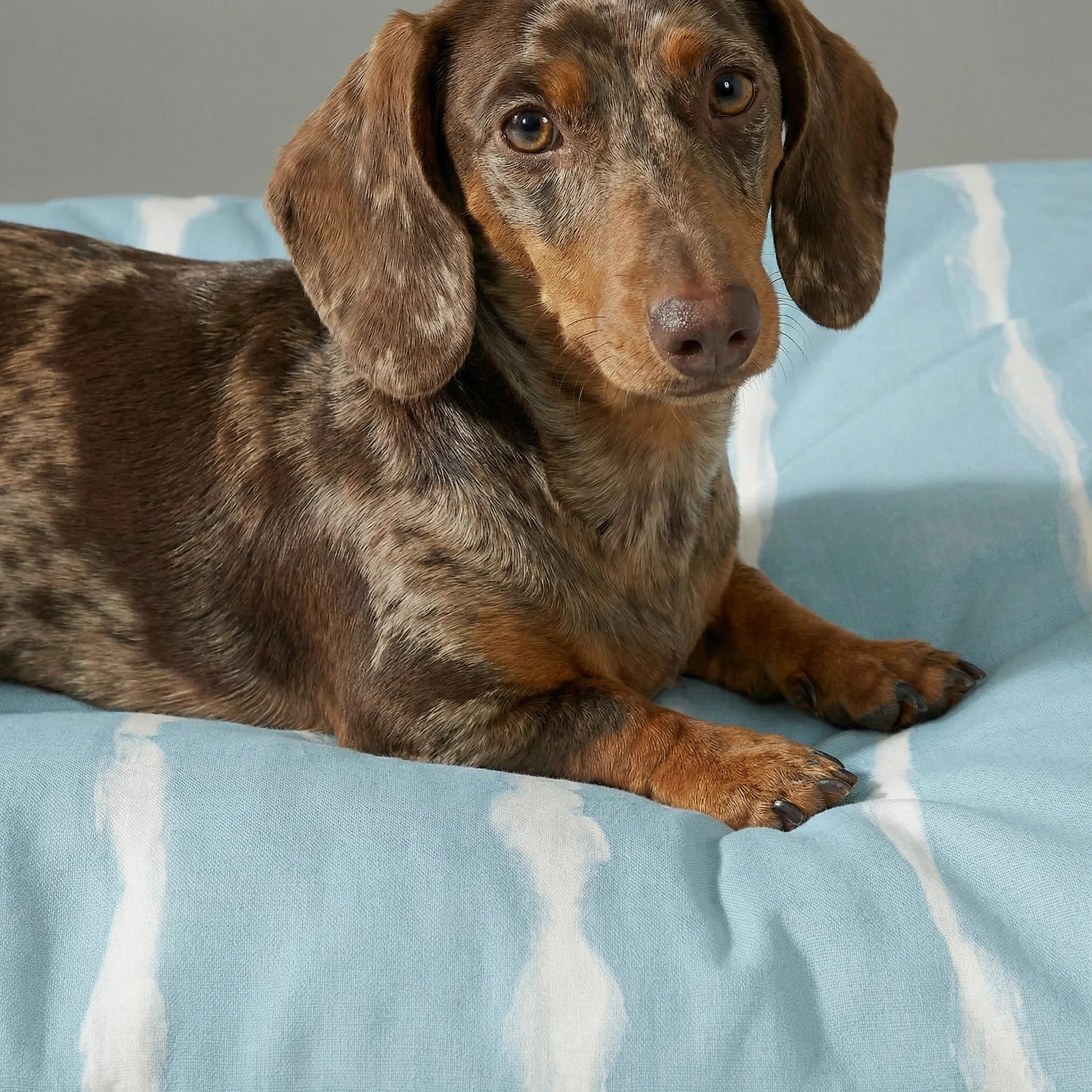 Lit pour animaux de compagnie Vera épais et rembourré avec finition résistante aux taches