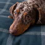 Willy Navy Stain-Resistant Removable Pet Bed