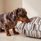 Teckel mordiendo el lateral de la cama para perro antimanchas