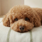 Stain-resistant Pet Bed Cover Ian Green