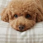 Removable stain-resistant pet bed Jara Beige